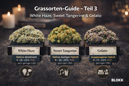 Grassorten-Guide – Teil 3: White Haze, Sweet Tangerine & Gelato