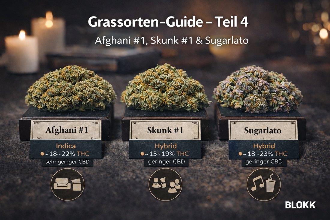 Grassorten-Guide – Teil 4: Afghani #1, Skunk #1 & Sugarlato